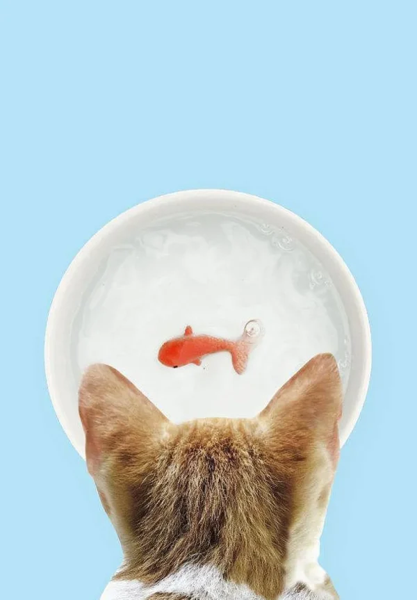 Bol Poisson Rouge-SUCK UK Sale