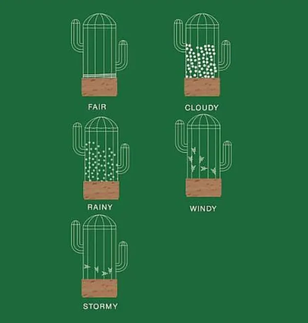 Predicteur Meteo Cactus-BITTEN Outlet